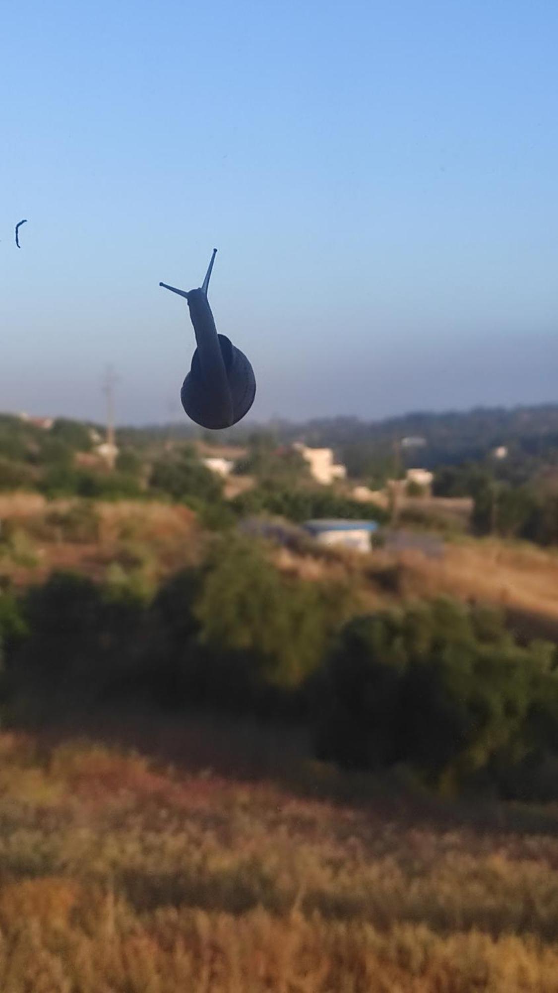 Willa Nova Quinta Moderna Torramo Em Oliveiras, Campo De Laranjas, Na Nacional 2, Alentejo 13750 M2 Torrão Zewnętrze zdjęcie