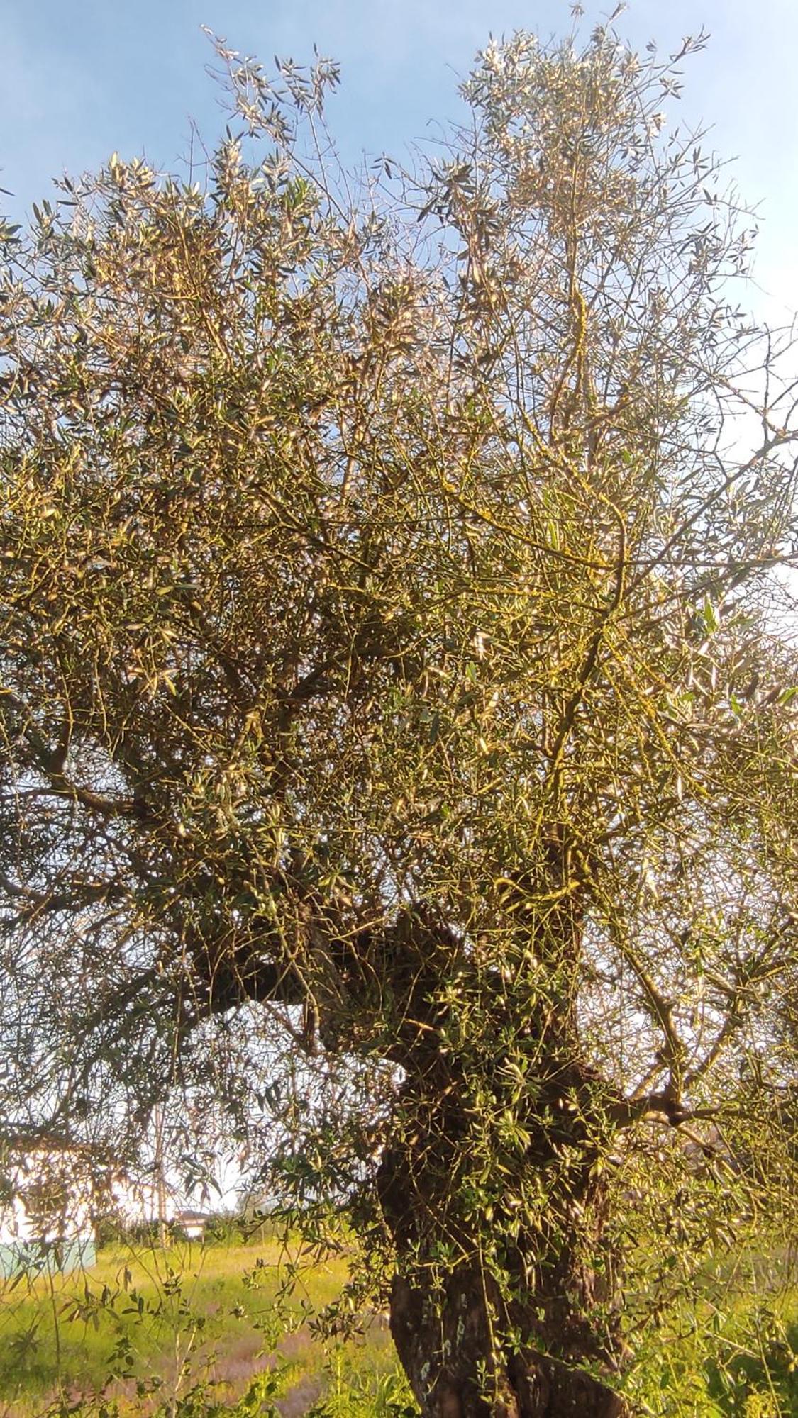 Willa Nova Quinta Moderna Torramo Em Oliveiras, Campo De Laranjas, Na Nacional 2, Alentejo 13750 M2 Torrão Zewnętrze zdjęcie